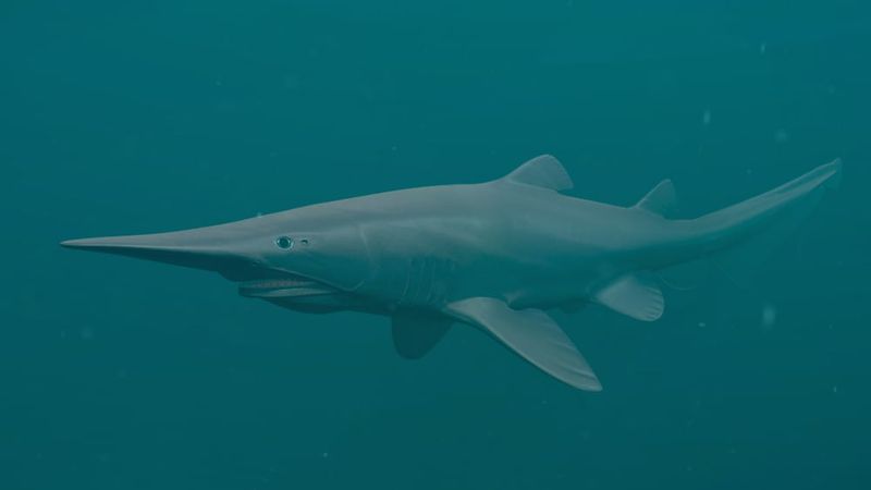 Rare Marine Species Revealed In Deep Waters