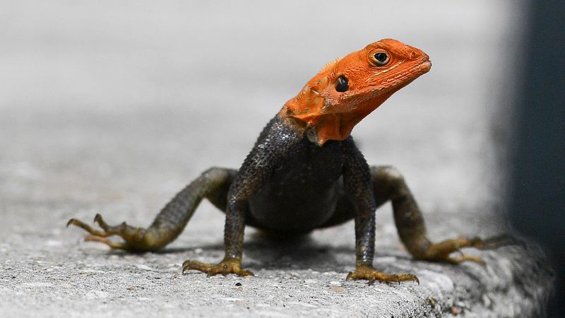 Meet The Orange-Headed Invader