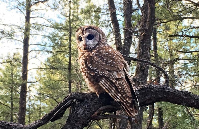 New Mexico – Mexican Spotted Owl