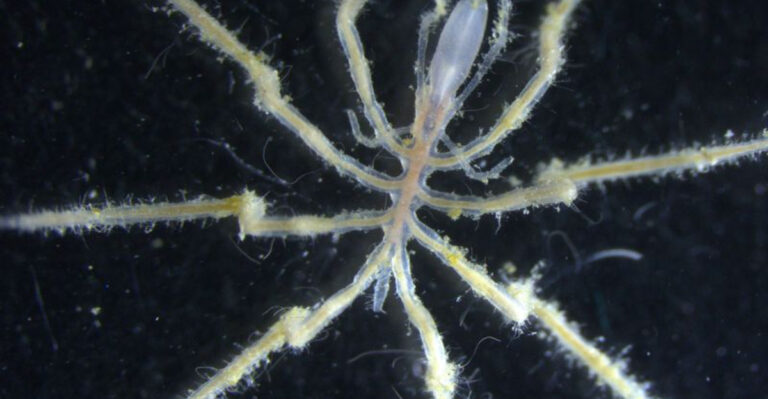 New Methane-Eating Sea Spider Species Discovered Off The Coast Of California