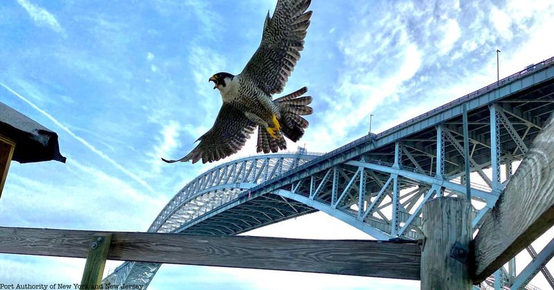 New York – Peregrine Falcon