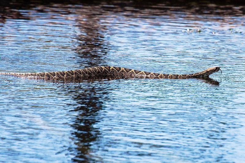 The Carolina Coastal Terror