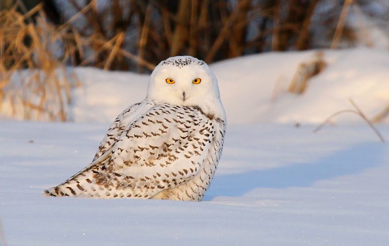 Wisconsin's Snowy Owl Winters