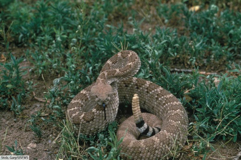 Oklahoma's Surprising Snake Hotspot