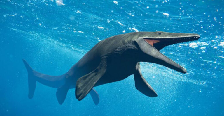 New Mosasaur Species With ‘Screwdriver Teeth’ Discovered In Morocco