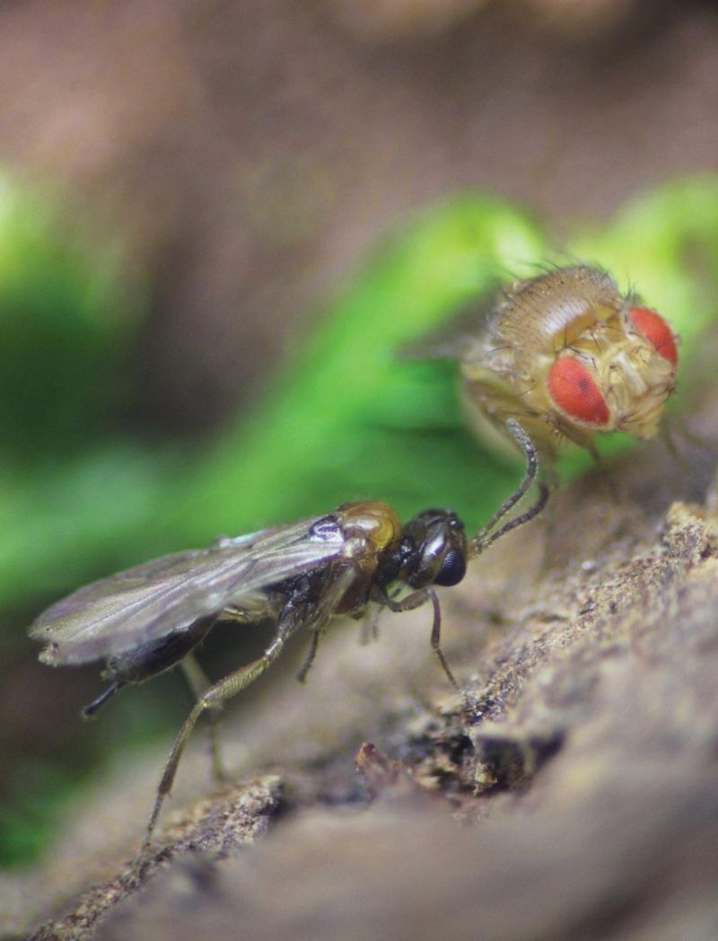 Syntretus Perlmani