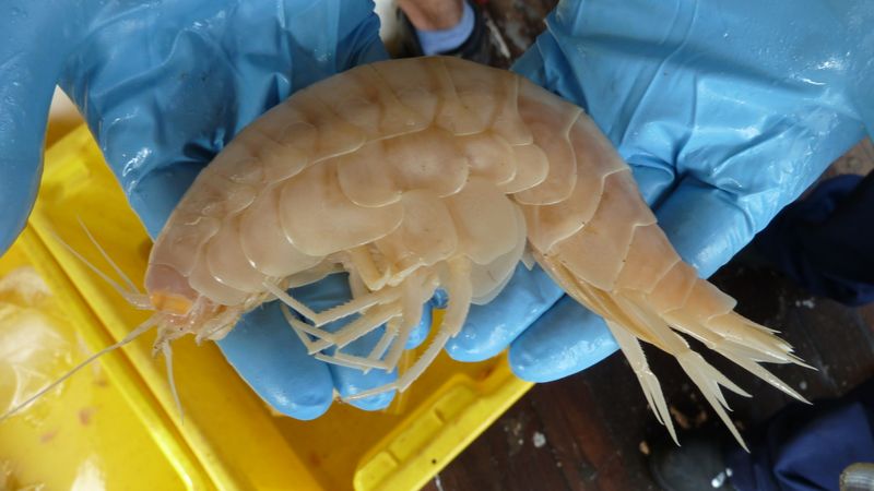 Record-Breaking Sizes Discovered