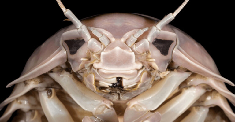 New Research Suggests Supergiant Crustaceans Are Taking Over The Deep Sea