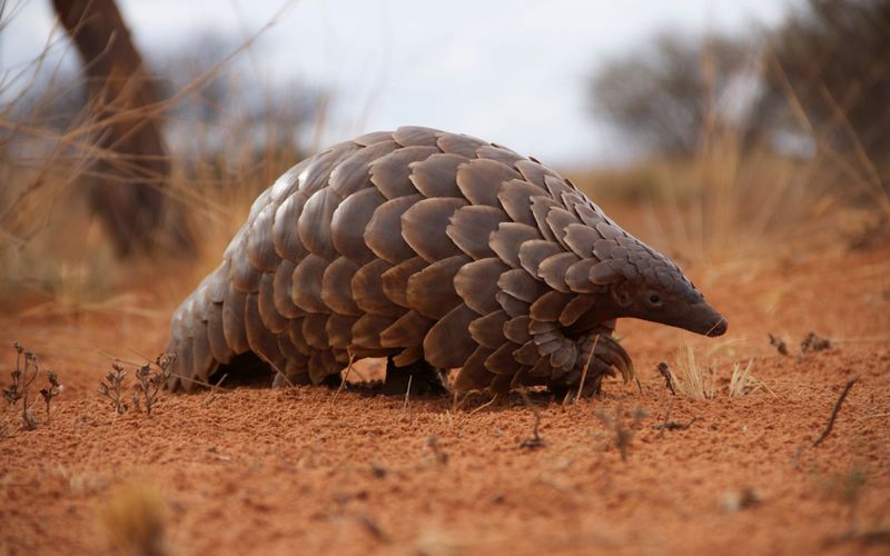 Conservationists Applaud U.S. Action As A Major Step