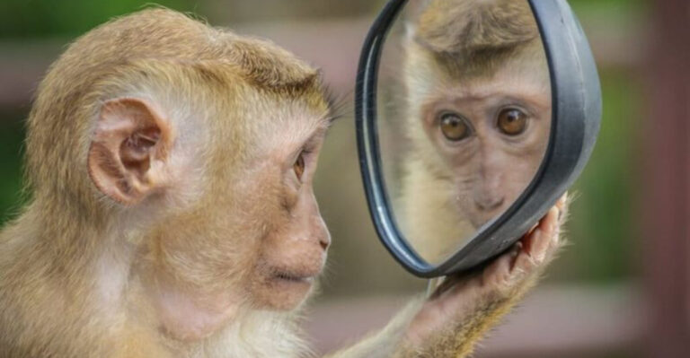 New Scientific Theory Proposes That Everything, Including Plants And Animals, Has Consciousness