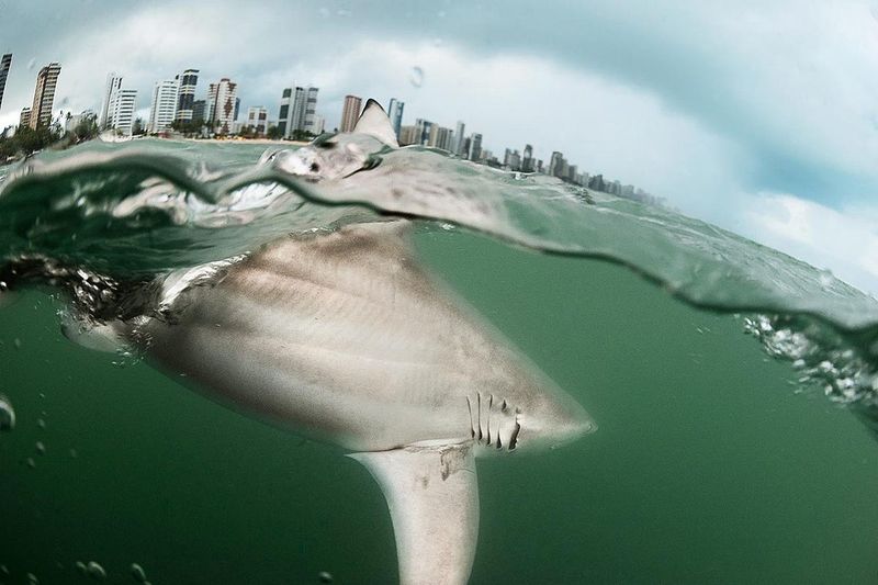 Recife, Brazil: The Deadly Bull Shark Haven