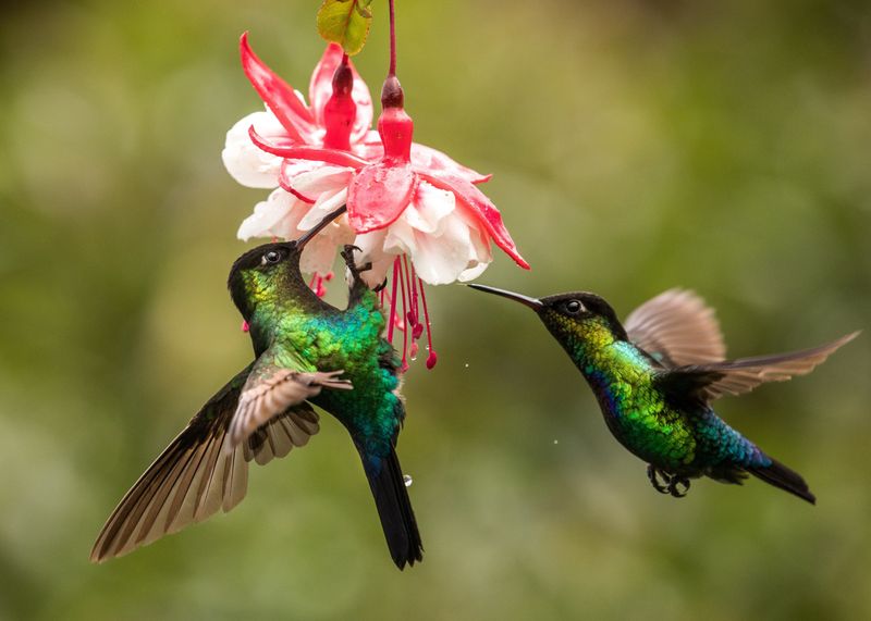 Ultra HD Revealed Rare Animal Behaviors