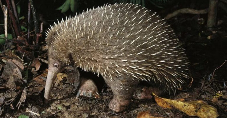 New Species Of Egg-Laying Mammal Rediscovered After 60 Years In Indonesia
