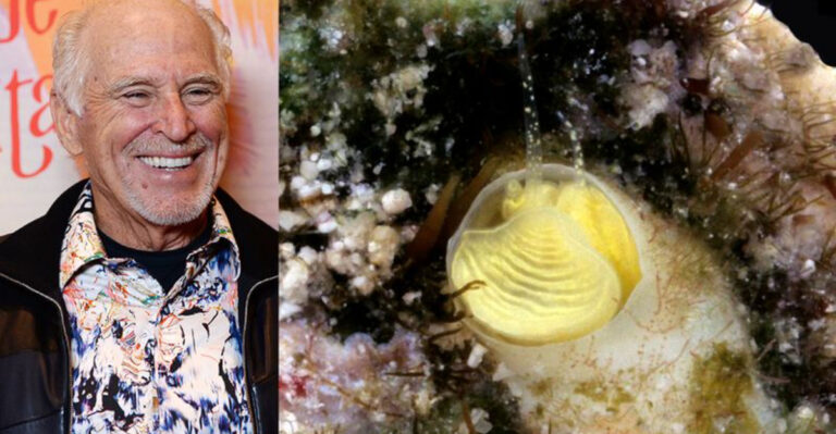 New Species Of Sea Snail Discovered In Florida Keys, Named After Music Legend Jimmy Buffett
