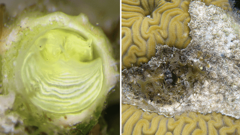 A New Species Of Sea Snail: Introducing Cayo Margarita