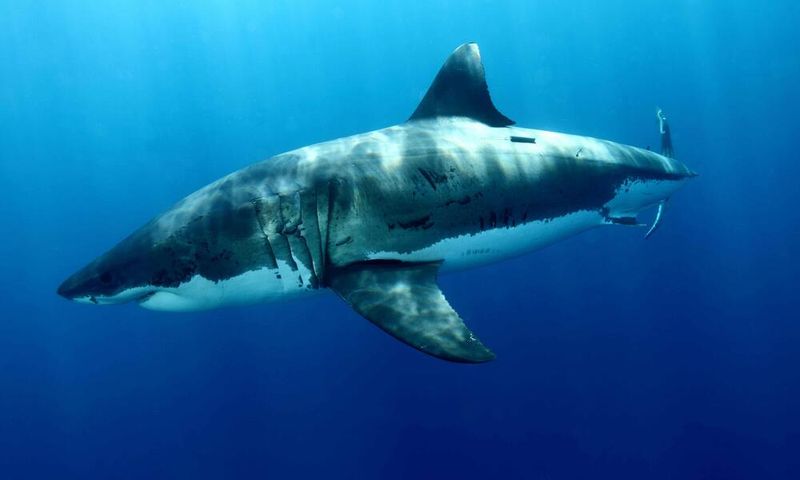 Maine's Rising Shark Sightings