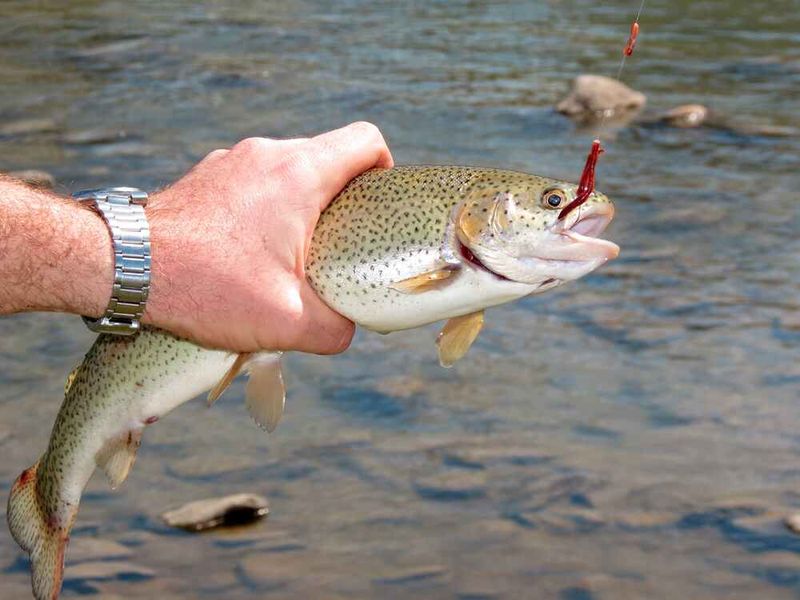 Fish Feel Pain Like Humans: The Evidence