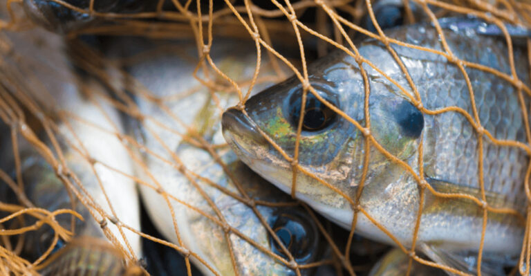 New Study Shows Fish Endure Excruciating Pain For Minutes When Caught