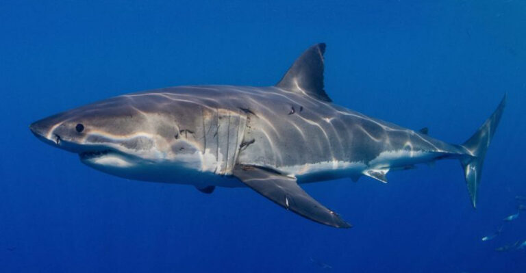New Study Shows Great White Sharks Shifting North – These States Are Becoming Prime Hunting Grounds