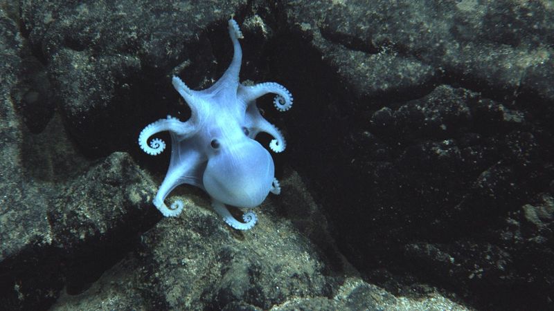 Deep-Sea Life: Surviving In Extreme Environments