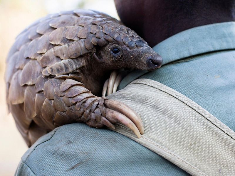All Eight Pangolin Species Now Listed Under Full Protection