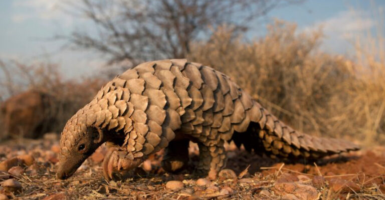 New U.S. Protections Aim To Save Pangolins, The World's Most Trafficked Mammal