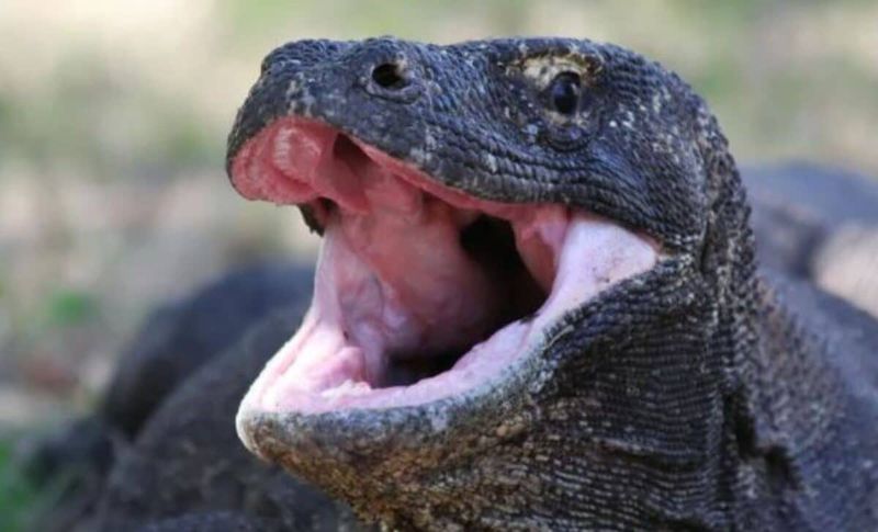 Komodo Dragon