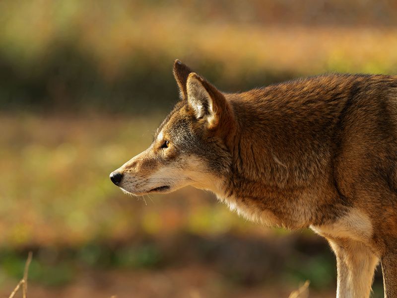 North Carolina – Red Wolf
