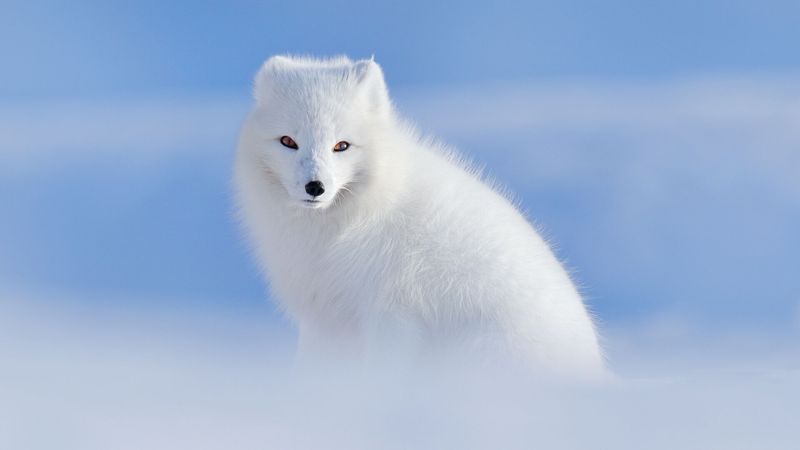 Iceland – Land Of Ice Without Dangerous Creatures