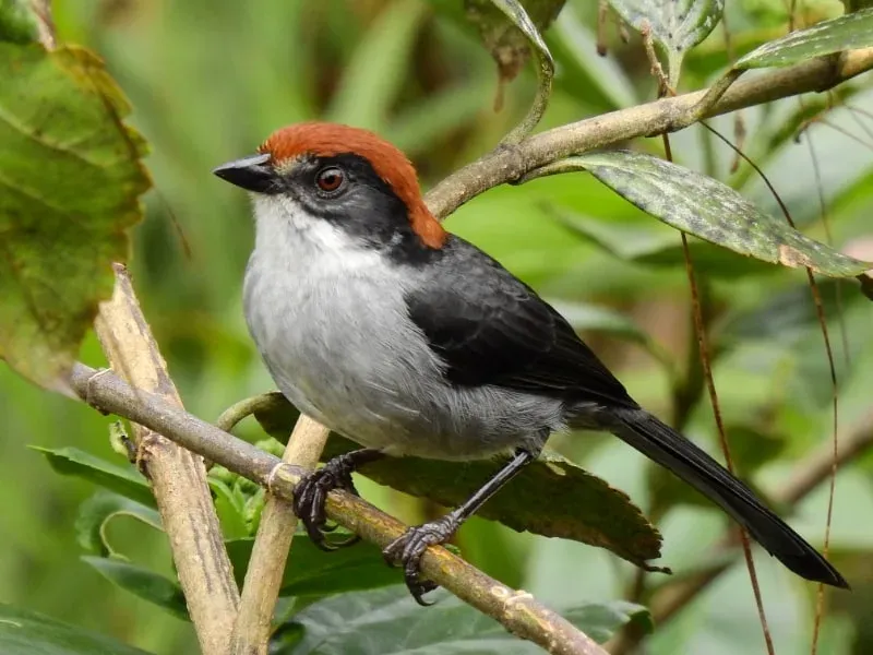Antioquia Brushfinch: Colombia's Recent Discovery