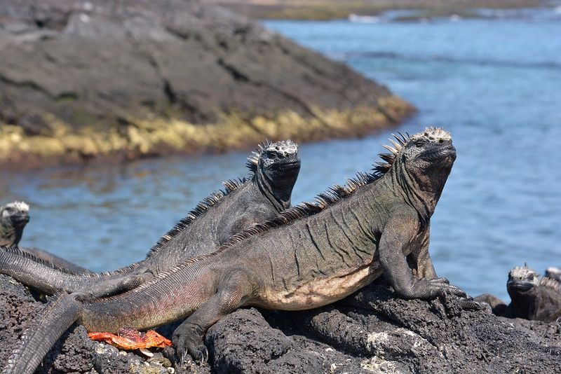 Ecuador's Galapagos Wonderland