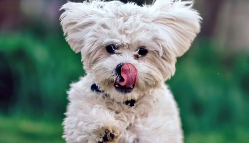 Bichon Frise