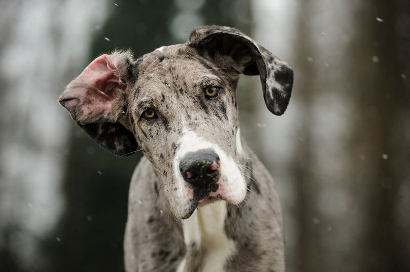 Great Dane