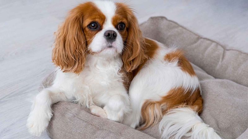 Cavalier King Charles Spaniel