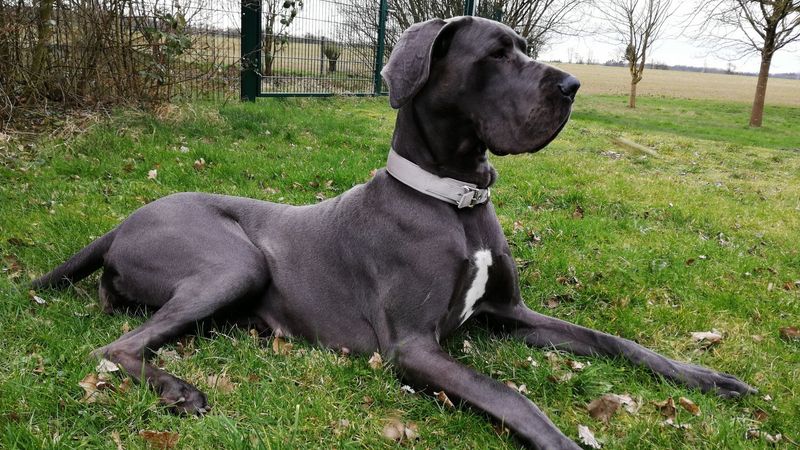 Great Dane (Black Coat)