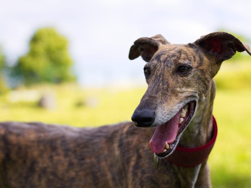 Greyhound Silent Empaths
