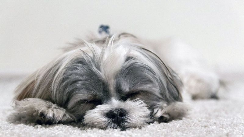 Shih Tzu: Ancient Comfort Companions