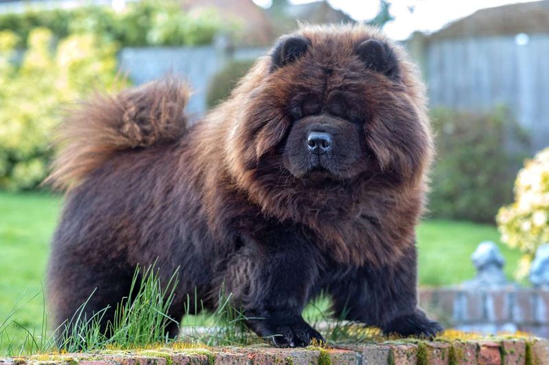 Chow Chow: The Dignified Companion