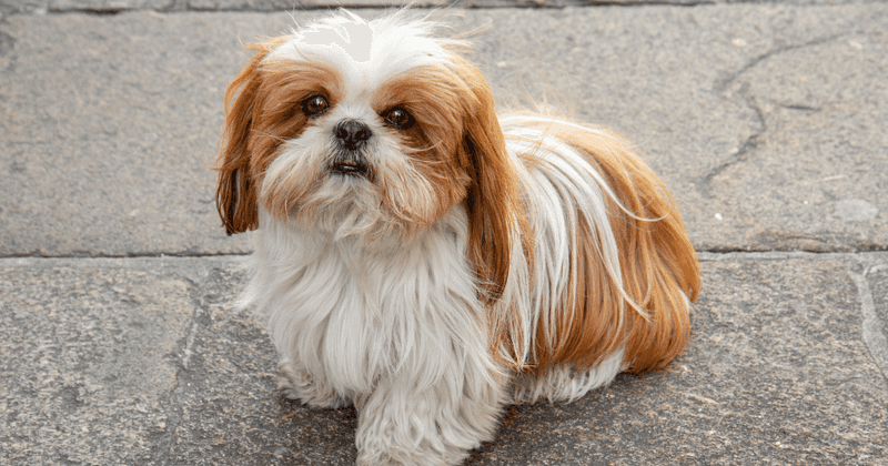 Shih Tzus: Royal Lap Warmers