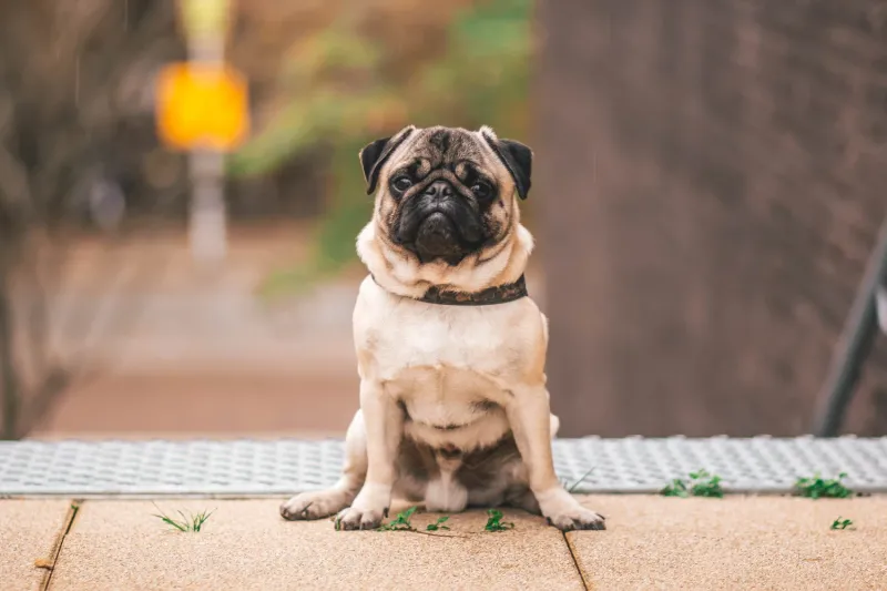 Pugs: Compact Clowns With Empathetic Hearts