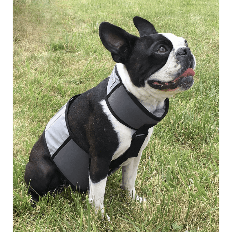Boston Terriers Require Summer Schedules