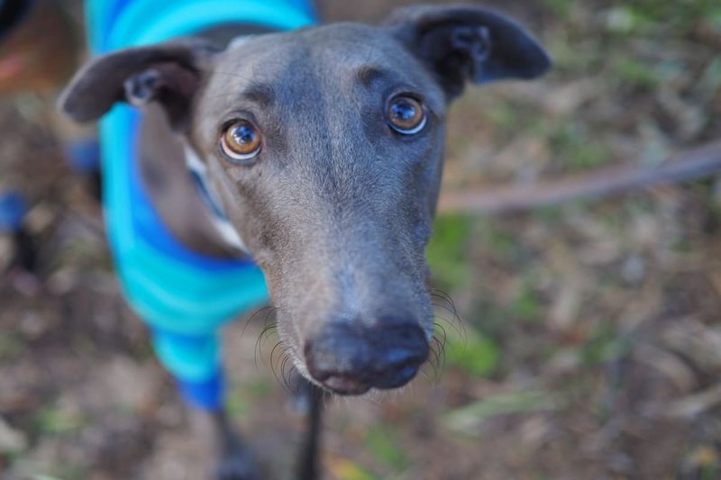 Greyhounds: Sensitive Souls In Sleek Packages