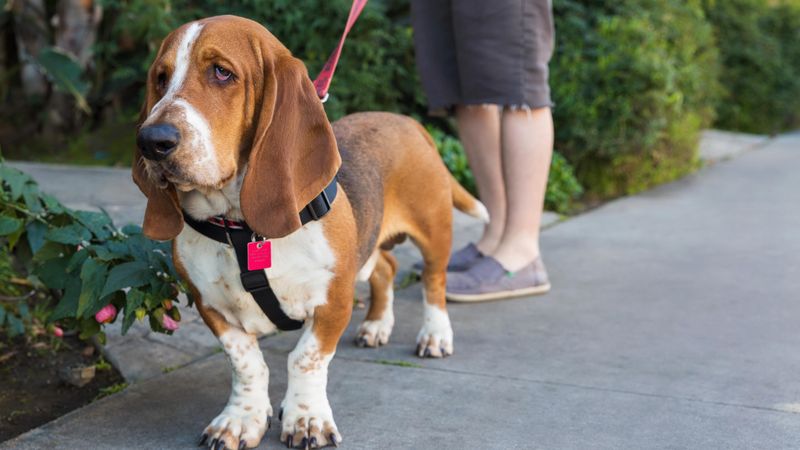 Basset Hounds