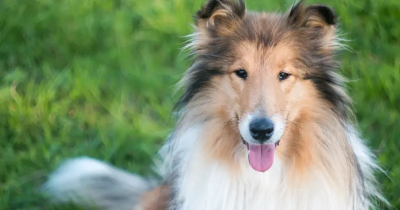 Collies