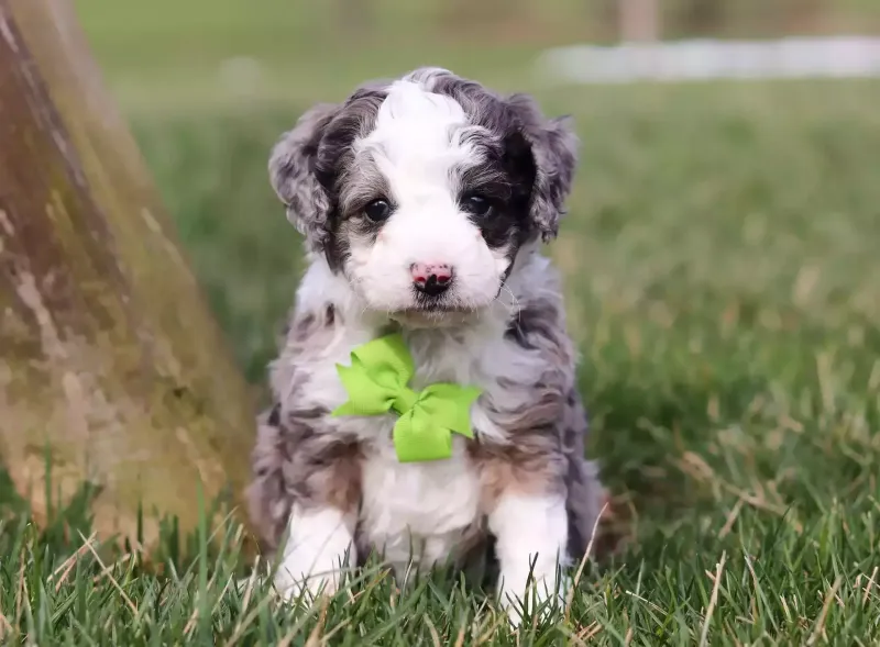 Aussiedoodle Mini