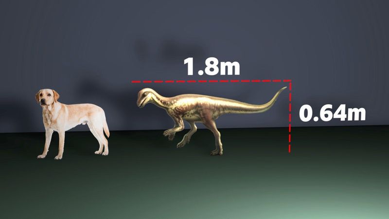 A Surprising Size Contrast
