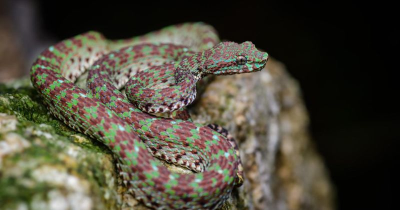 Named Trimeresurus Ciliaris