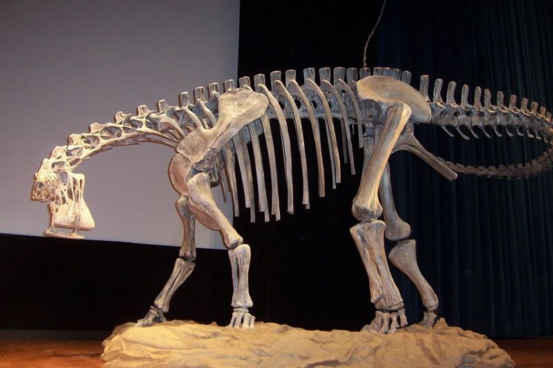 The Discoveries Behind Nigersaurus' Fossils