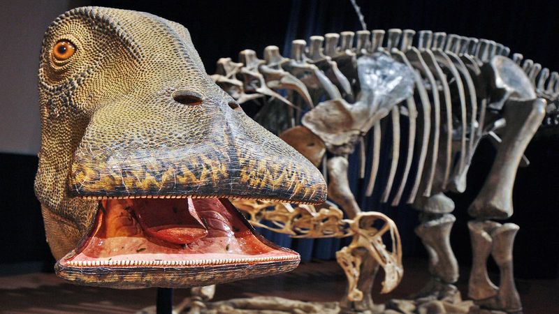 How Nigersaurus Used Its 500 Teeth