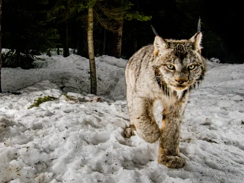 Years Spent Tracking Rare Wildlife
